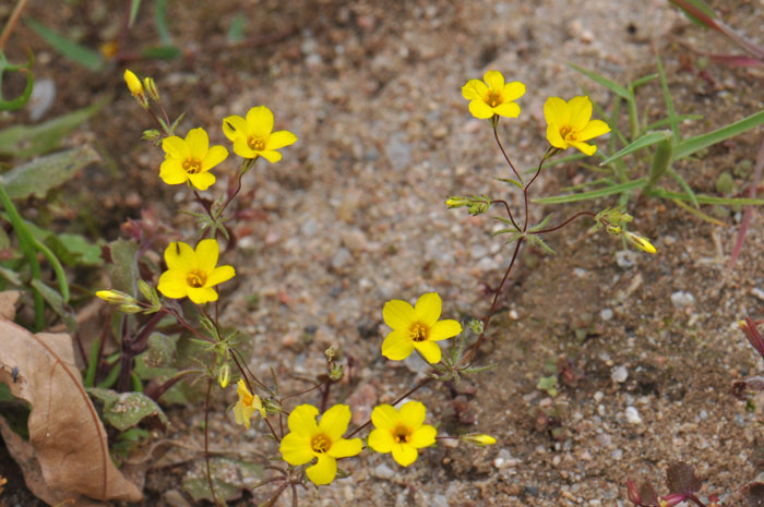 Leptosiphon aureus, Golden Desert-trumpets